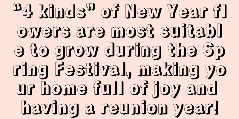 “4 kinds” of New Year flowers are most suitable to grow during the Spring Festival, making your home full of joy and having a reunion year!