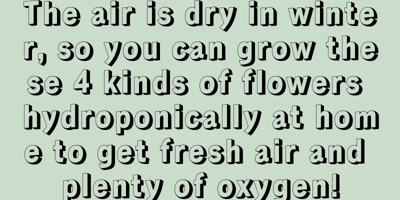 The air is dry in winter, so you can grow these 4 kinds of flowers hydroponically at home to get fresh air and plenty of oxygen!