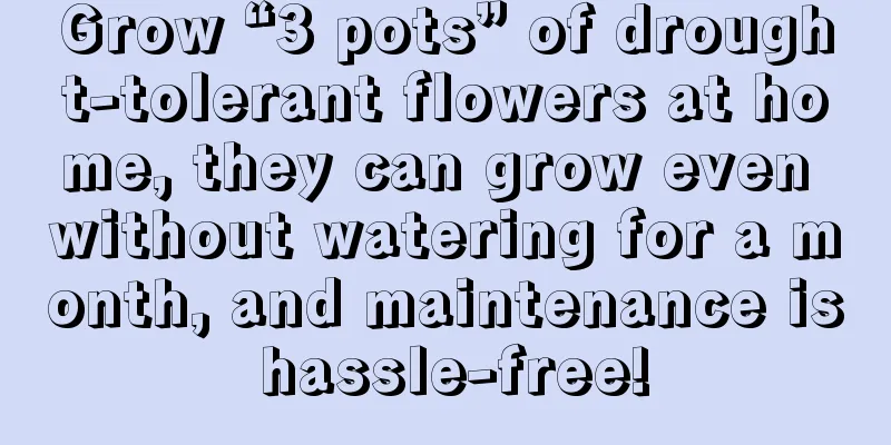 Grow “3 pots” of drought-tolerant flowers at home, they can grow even without watering for a month, and maintenance is hassle-free!