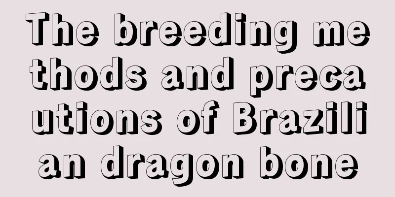 The breeding methods and precautions of Brazilian dragon bone