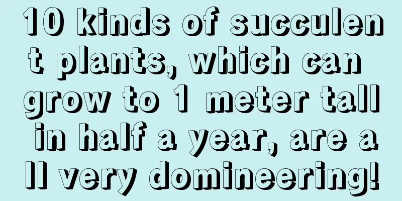 10 kinds of succulent plants, which can grow to 1 meter tall in half a year, are all very domineering!