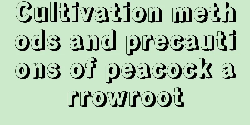 Cultivation methods and precautions of peacock arrowroot