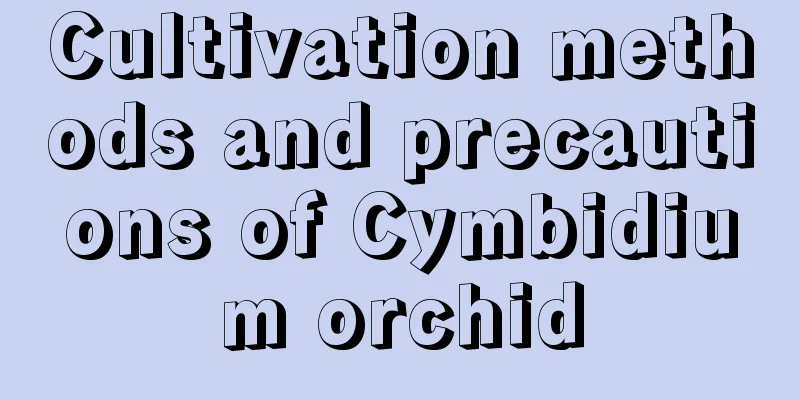 Cultivation methods and precautions of Cymbidium orchid