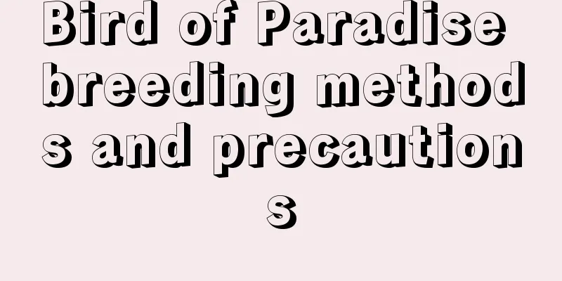 Bird of Paradise breeding methods and precautions