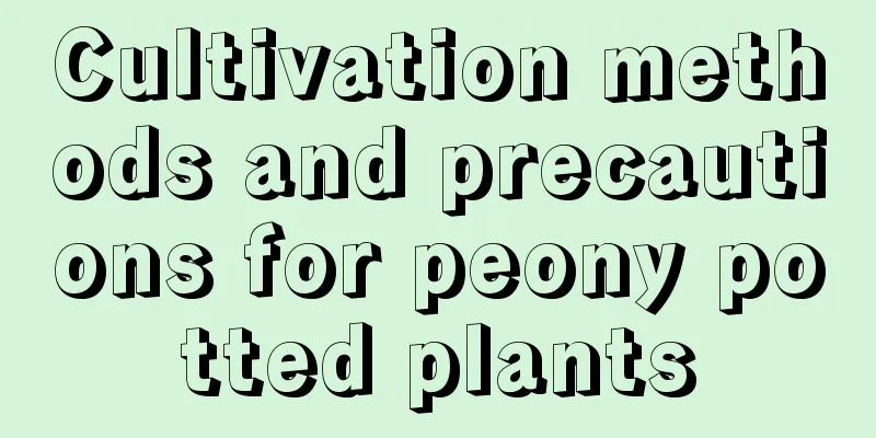 Cultivation methods and precautions for peony potted plants