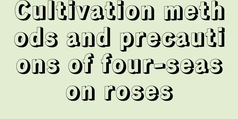 Cultivation methods and precautions of four-season roses