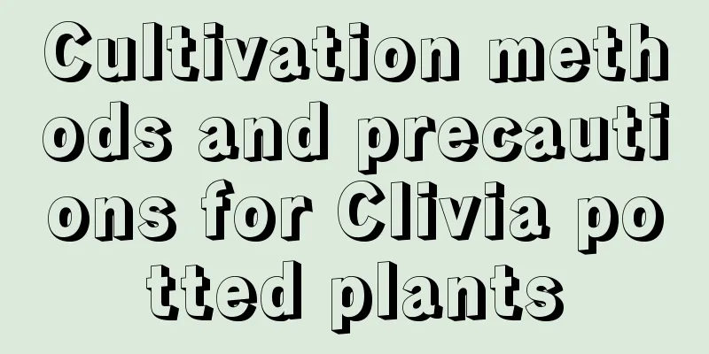 Cultivation methods and precautions for Clivia potted plants