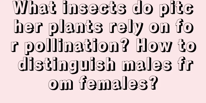 What insects do pitcher plants rely on for pollination? How to distinguish males from females?