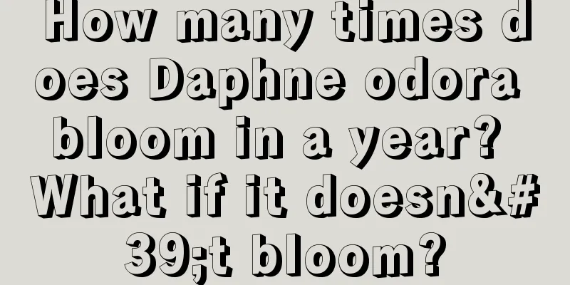 How many times does Daphne odora bloom in a year? What if it doesn't bloom?