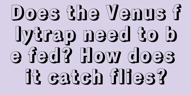 Does the Venus flytrap need to be fed? How does it catch flies?