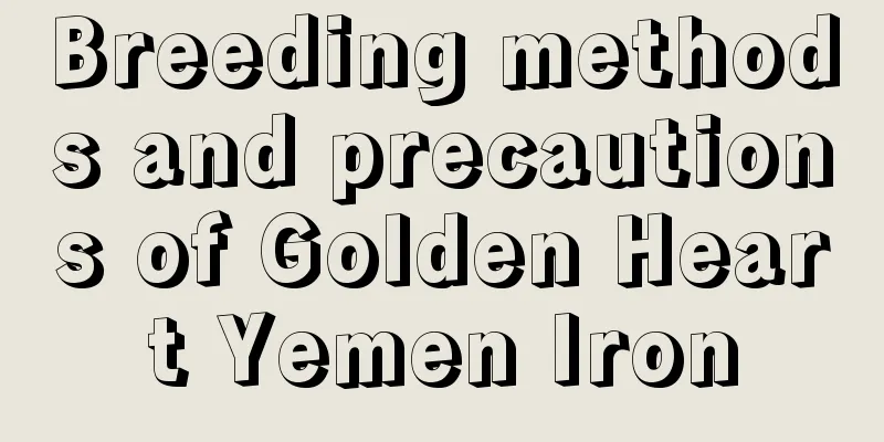 Breeding methods and precautions of Golden Heart Yemen Iron