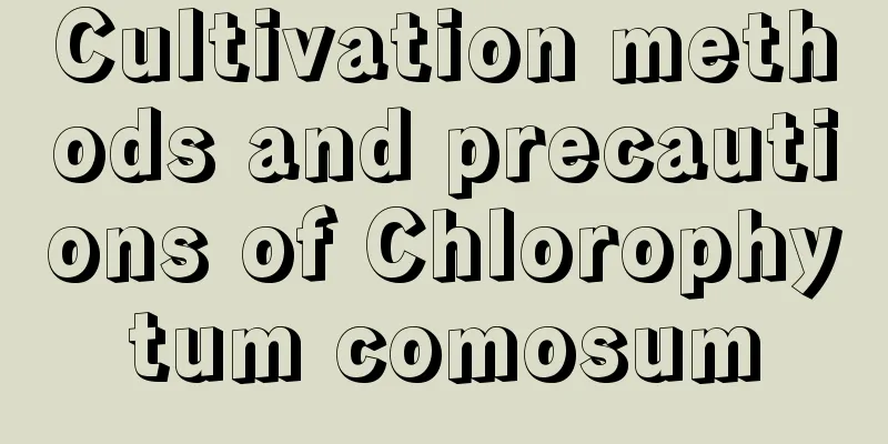 Cultivation methods and precautions of Chlorophytum comosum