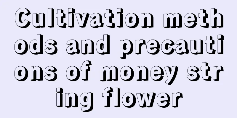 Cultivation methods and precautions of money string flower