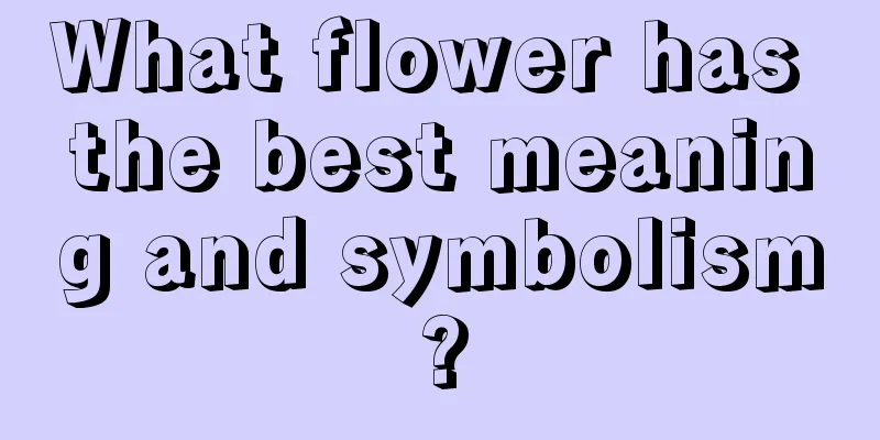 What flower has the best meaning and symbolism?