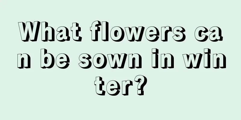 What flowers can be sown in winter?