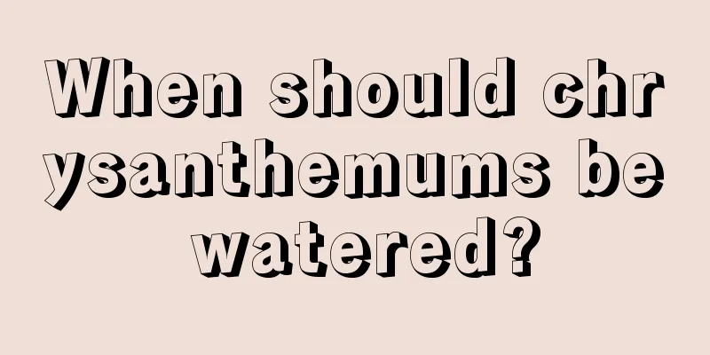 When should chrysanthemums be watered?