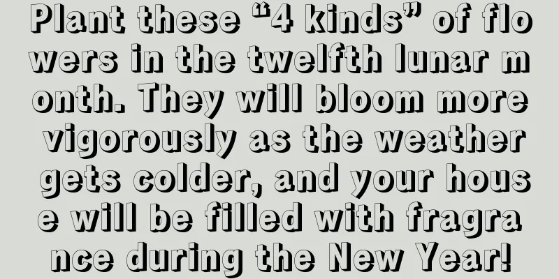 Plant these “4 kinds” of flowers in the twelfth lunar month. They will bloom more vigorously as the weather gets colder, and your house will be filled with fragrance during the New Year!