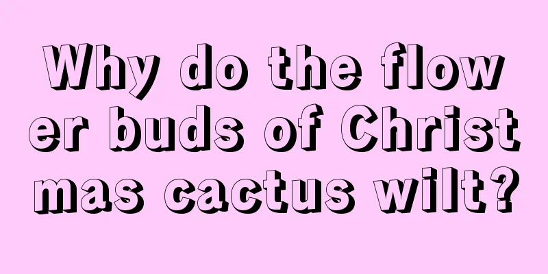 Why do the flower buds of Christmas cactus wilt?