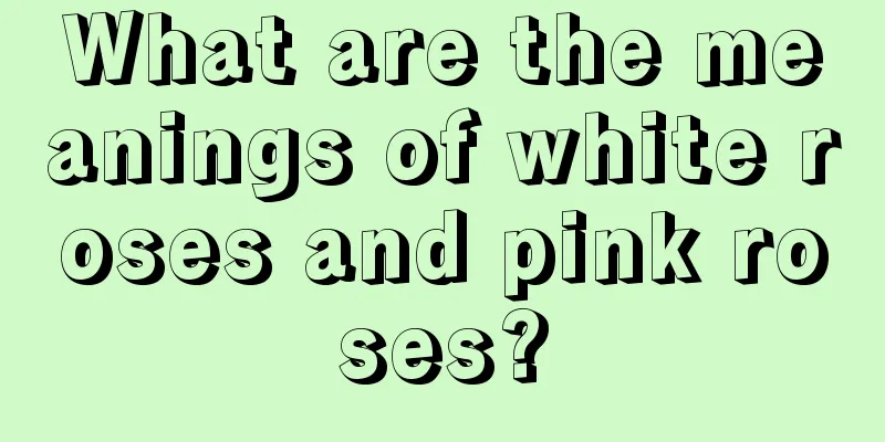 What are the meanings of white roses and pink roses?