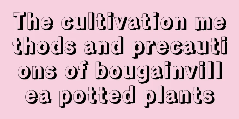 The cultivation methods and precautions of bougainvillea potted plants