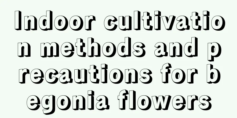 Indoor cultivation methods and precautions for begonia flowers