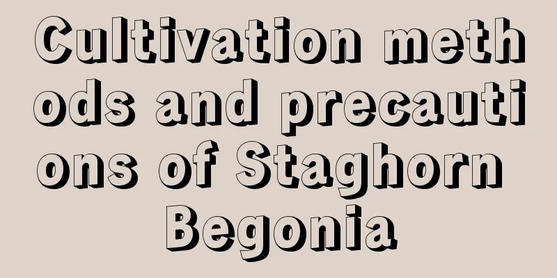 Cultivation methods and precautions of Staghorn Begonia