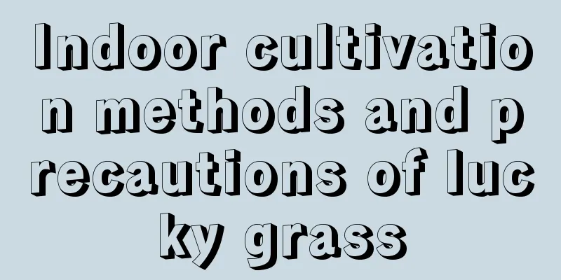 Indoor cultivation methods and precautions of lucky grass