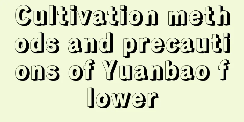 Cultivation methods and precautions of Yuanbao flower