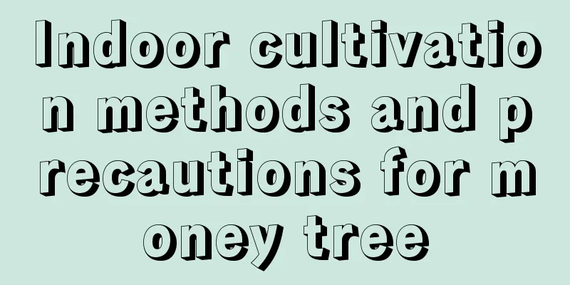 Indoor cultivation methods and precautions for money tree