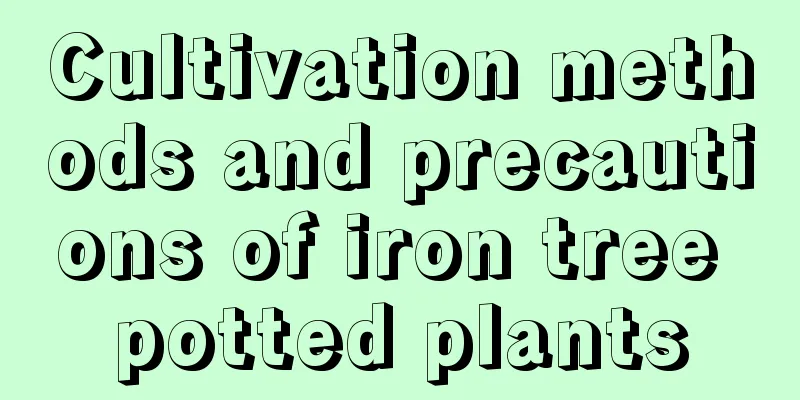 Cultivation methods and precautions of iron tree potted plants