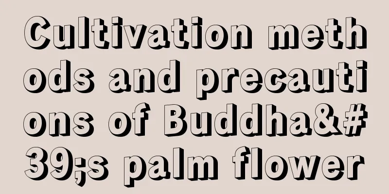 Cultivation methods and precautions of Buddha's palm flower