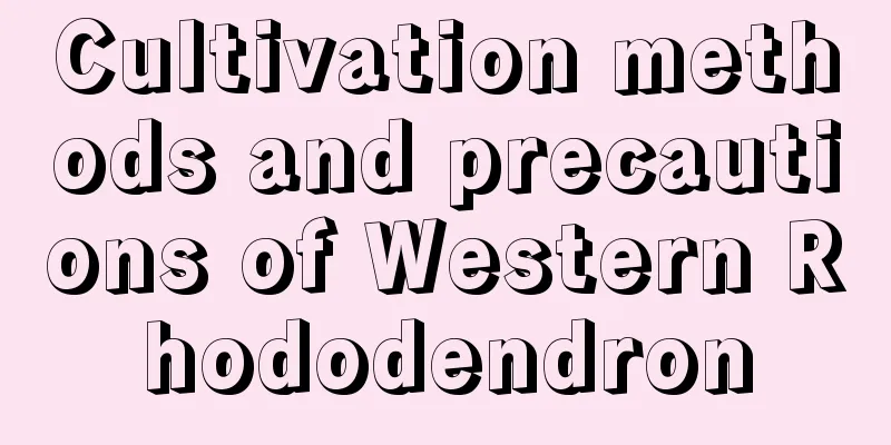 Cultivation methods and precautions of Western Rhododendron