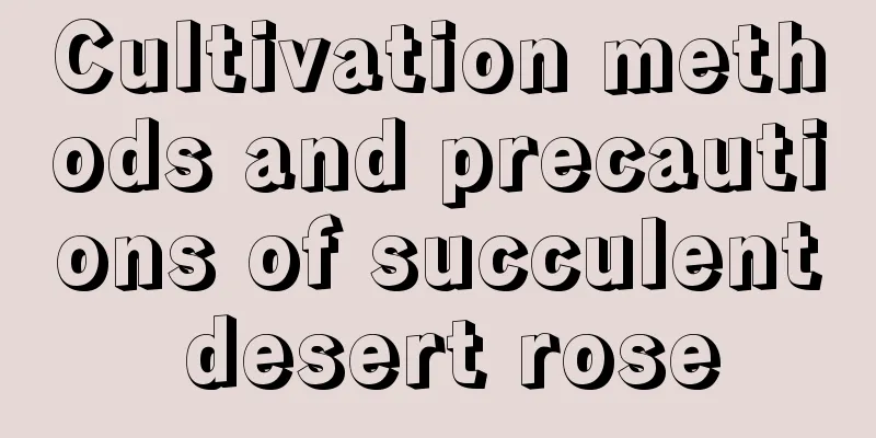 Cultivation methods and precautions of succulent desert rose