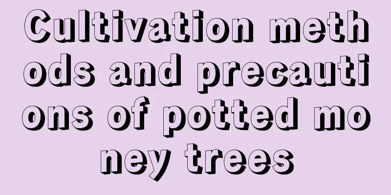 Cultivation methods and precautions of potted money trees