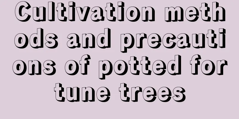 Cultivation methods and precautions of potted fortune trees