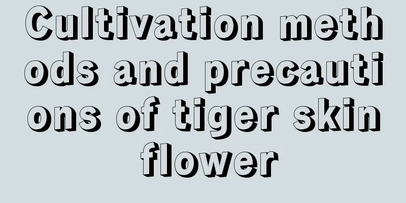 Cultivation methods and precautions of tiger skin flower