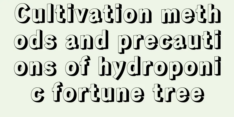 Cultivation methods and precautions of hydroponic fortune tree