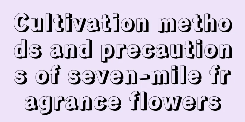 Cultivation methods and precautions of seven-mile fragrance flowers