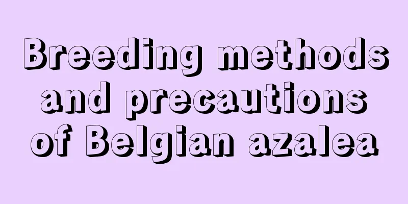 Breeding methods and precautions of Belgian azalea