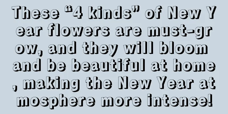 These “4 kinds” of New Year flowers are must-grow, and they will bloom and be beautiful at home, making the New Year atmosphere more intense!