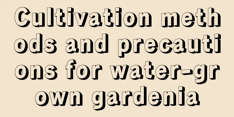 Cultivation methods and precautions for water-grown gardenia