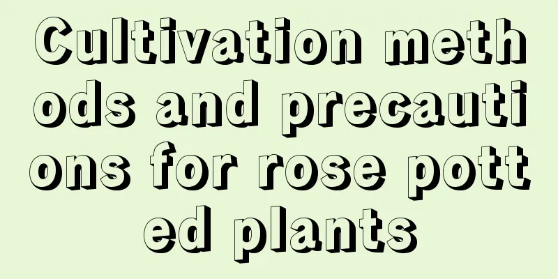 Cultivation methods and precautions for rose potted plants