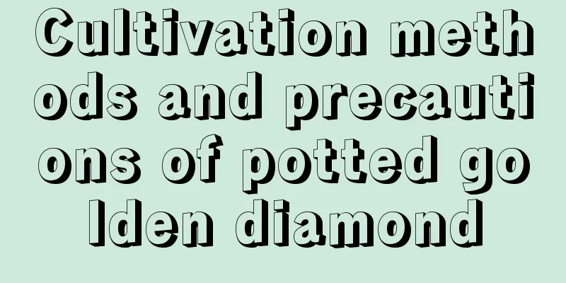 Cultivation methods and precautions of potted golden diamond