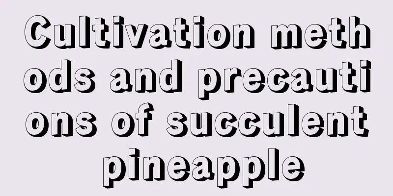 Cultivation methods and precautions of succulent pineapple