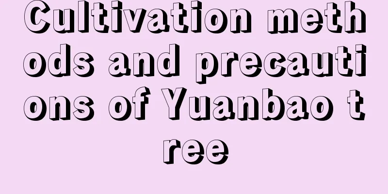 Cultivation methods and precautions of Yuanbao tree