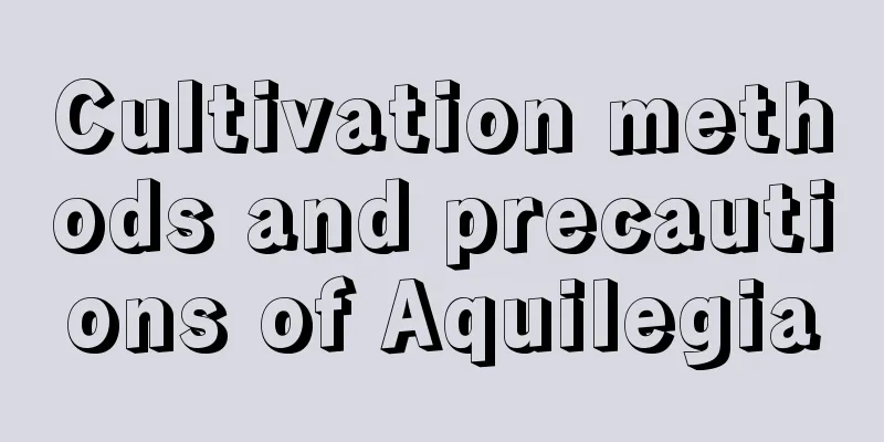 Cultivation methods and precautions of Aquilegia