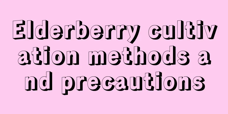 Elderberry cultivation methods and precautions