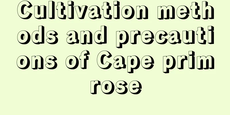 Cultivation methods and precautions of Cape primrose