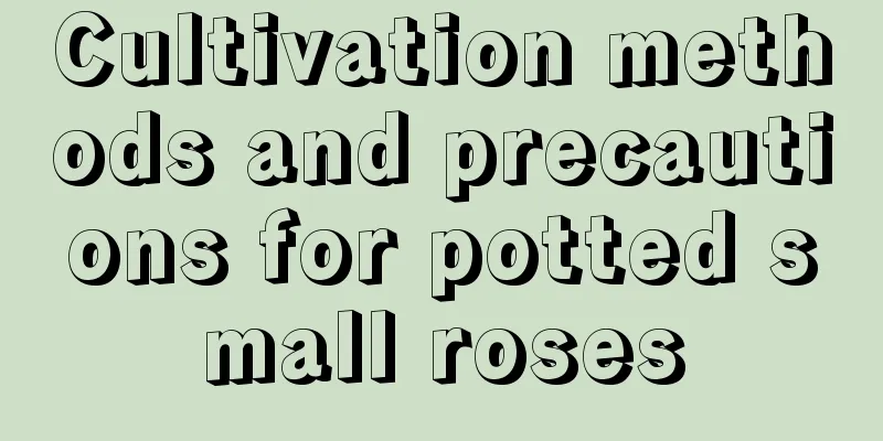 Cultivation methods and precautions for potted small roses