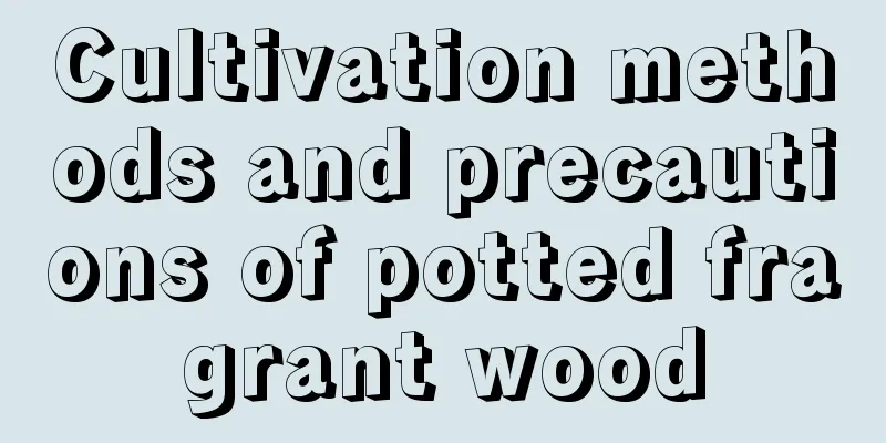 Cultivation methods and precautions of potted fragrant wood